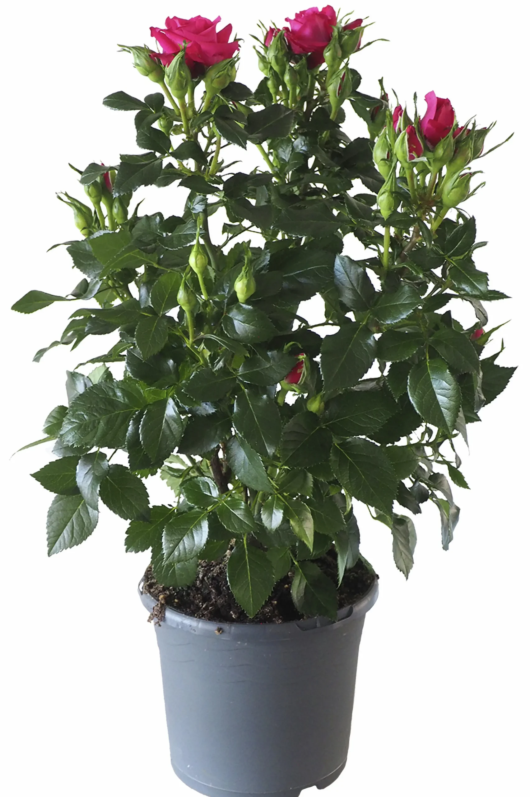 Rosor Flower Circus Mix 19cm kruka>Danblumen Best