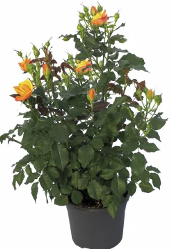 Rosor Flower Circus Mix 19cm kruka><noscript><img width=