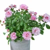 Ros Persica Mix 21cm kruka>Danblumen