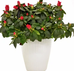 Rumsazalea lat. Rhododendron simsii Vit/Röd>Mäster Grön Best