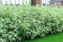 Rysk kornell 'Bailhalo'>Omnia garden Discount