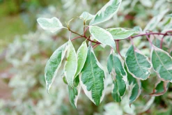 Rysk kornell 'Bailhalo'>Omnia garden Discount
