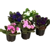 Saintpaulia lat. Saintpaulia ionantha>Danblumen Best