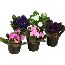 Saintpaulia lat. Saintpaulia ionantha>Danblumen Best