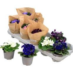Saintpaulia lat. Saintpaulia ionantha>Danblumen Best