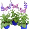 Salvia lat. Salvia farinacea 'Mystic Spires Blue'>Mäster Grön