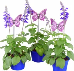 Salvia lat. Salvia farinacea 'Mystic Spires Blue'>Mäster Grön