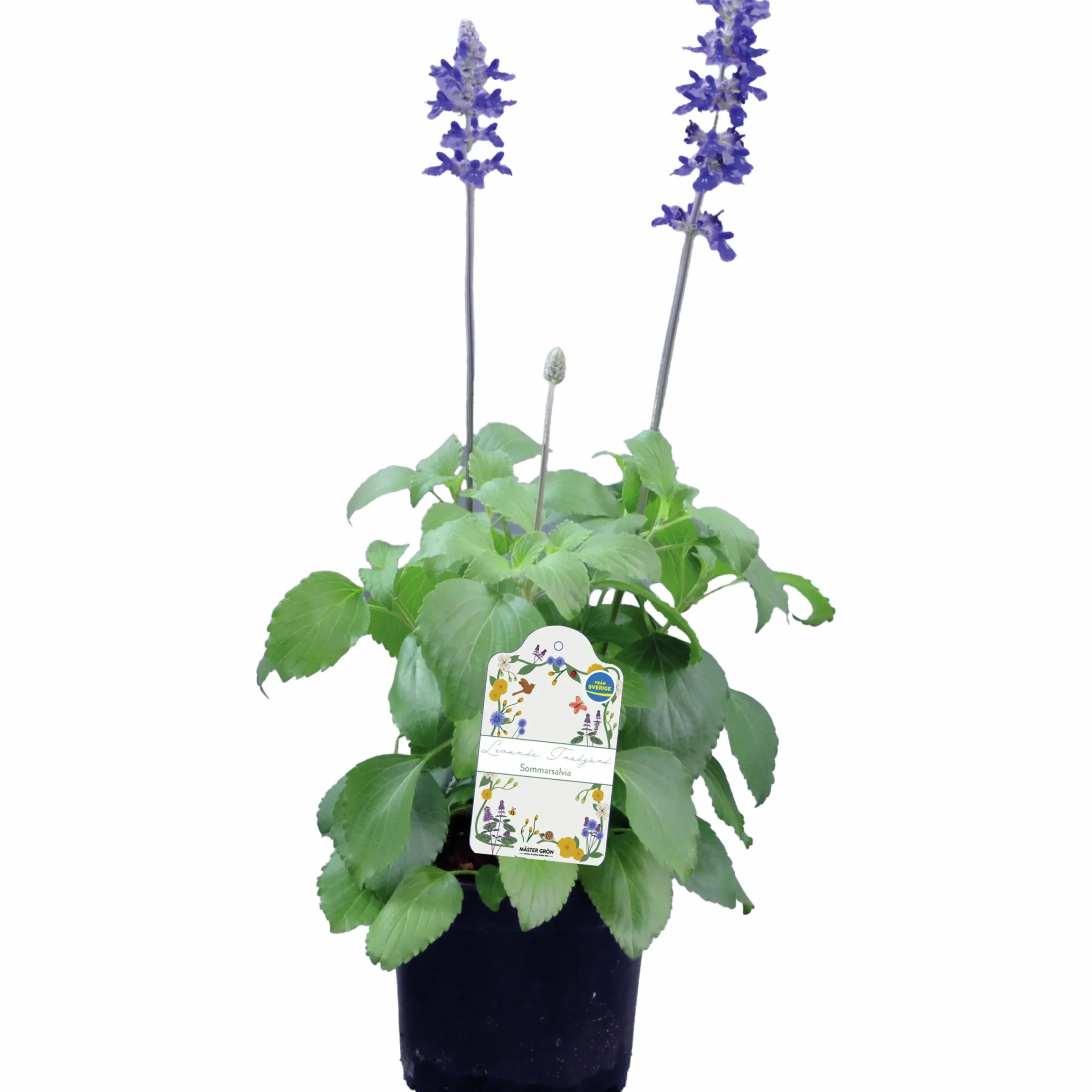 Salvia lat. Salvia farinacea 'Mystic Spires Blue'>Mäster Grön