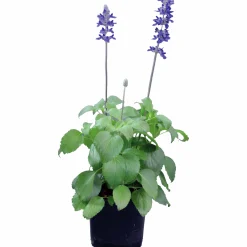 Salvia lat. Salvia farinacea 'Mystic Spires Blue'><noscript><img width=
