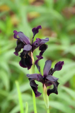 Sammetsiris 'Black Form'>Omnia garden Outlet