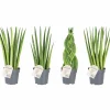 Sansiveria Svärmorstunga Mix i 11cm kruka>Danblumen Best