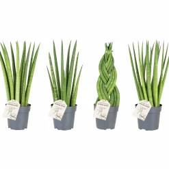 Sansiveria Svärmorstunga Mix i 11cm kruka>Danblumen Best
