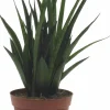 Sansivieria Kirkii lat. Sansevieria kirkii>Mäster Grön