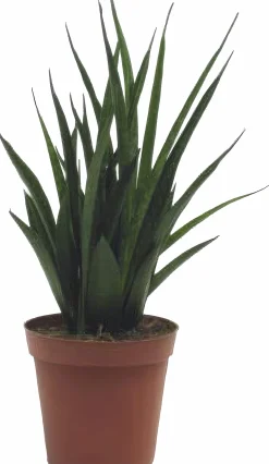 Sansivieria Kirkii lat. Sansevieria kirkii>Mäster Grön