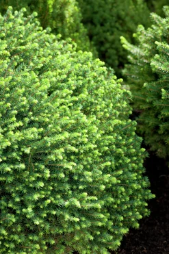 Serbisk dvärggran 'Karel'>Omnia garden Sale