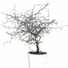 Sicksakbuske lat. Corokia cotoneaster>Mäster Grön Hot
