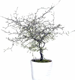 Sicksakbuske lat. Corokia cotoneaster>Mäster Grön Hot