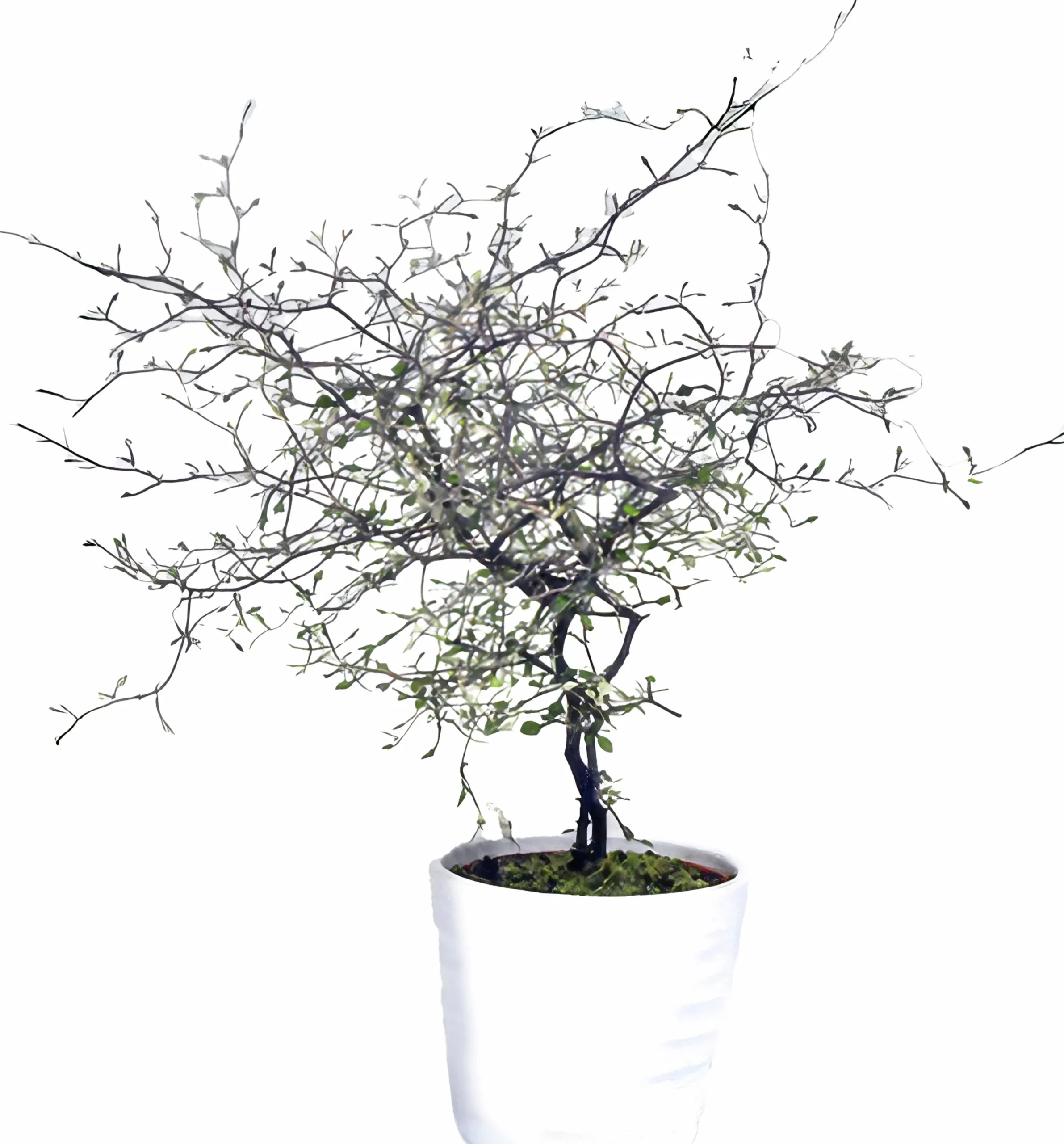 Sicksakbuske lat. Corokia cotoneaster>Mäster Grön Hot