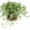 Silvernjurvinda lat. Dichondra argentea 'Silver Falls'>Mäster Grön Discount