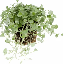 Silvernjurvinda lat. Dichondra argentea 'Silver Falls'>Mäster Grön Discount