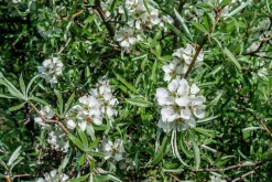 Silverpäron 'Pendula'>Omnia garden Online