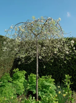 Silverpäron 'Pendula'><noscript><img width=