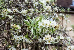 päron 'Pendula' Högstam>Omnia garden Outlet