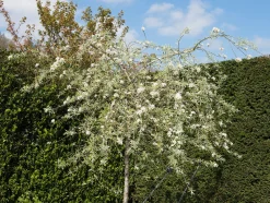 päron 'Pendula' Högstam><noscript><img width=