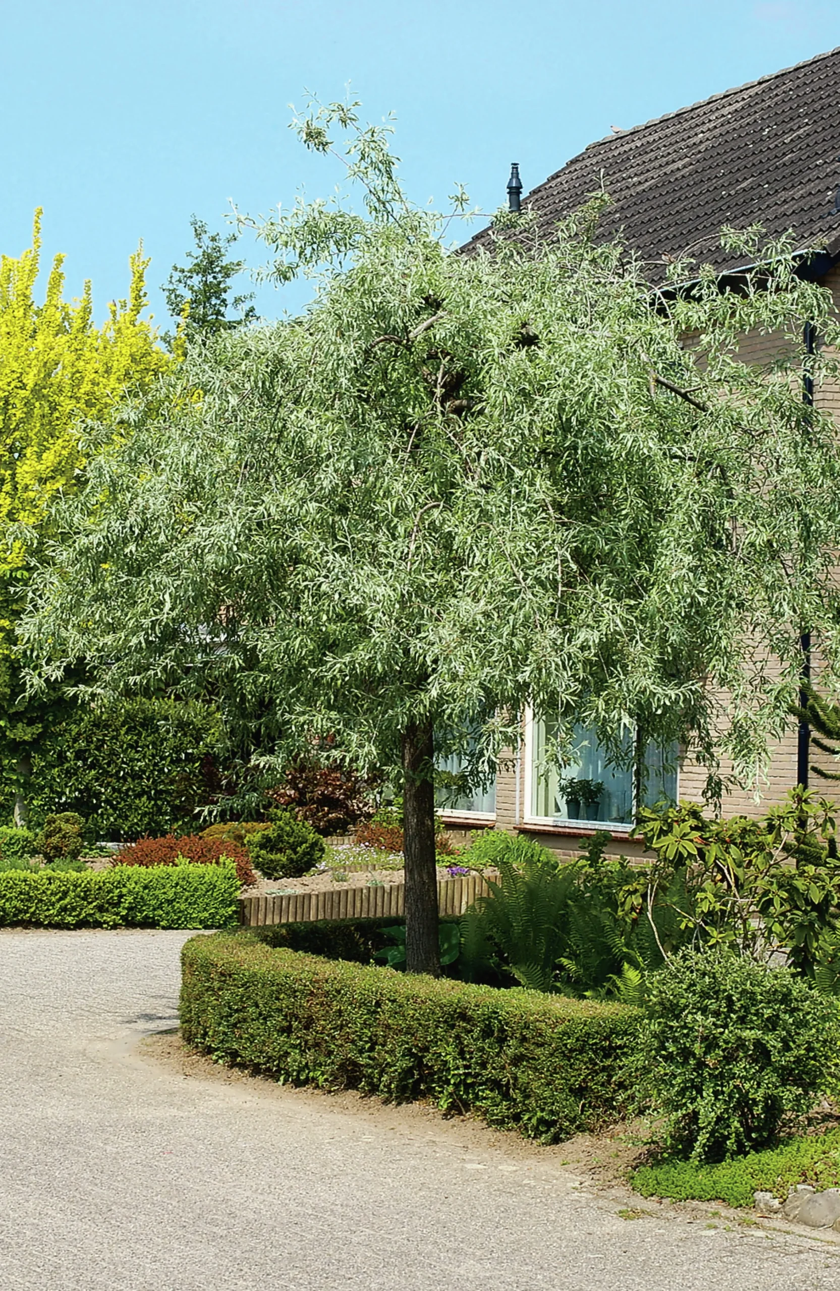 päron 'Pendula' Högstam>Omnia garden Outlet