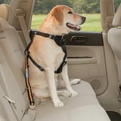 Säkerhetsbälte Hund Svart/Orange>Kurgo Discount