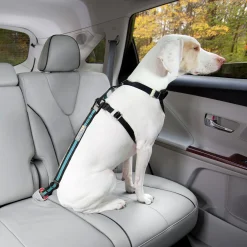 Säkerhetsbälte Hund Svart/Blå>Kurgo Discount