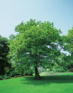 Skogsek ca 150-200cm>Omnia garden Clearance