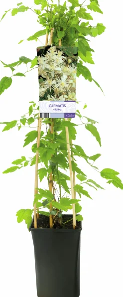 Skogsklematis alba>Omnia garden Outlet