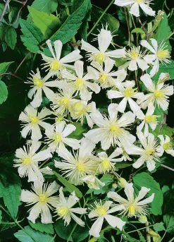 Skogsklematis alba 'Paul Farges Sum Snow'>Omnia garden Discount