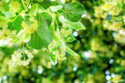 Skogslind 'Greenspire'>Omnia garden Online