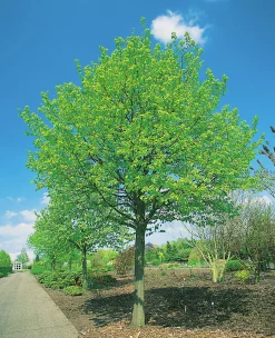 Skogslind 'Greenspire'><noscript><img width=