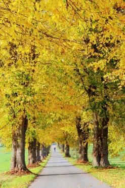 Skogslind 'Greenspire'><noscript><img width=
