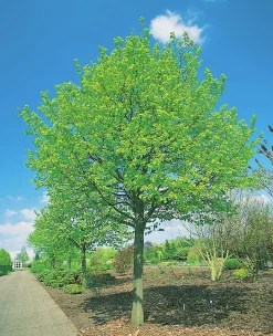 Skogslind 'Greenspire' Goliath Högstam Barrotad><noscript><img width=