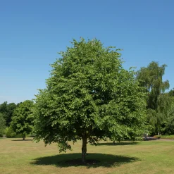 Skogslind 'Greenspire' Goliath Högstam Barrotad><noscript><img width=