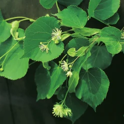 Skogslind 'Tillia Cordata'><noscript><img width=