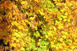 Skogslind 'Tillia Cordata'><noscript><img width=