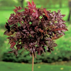 Skogslönn 'Crimson Sentry' Krukodlad>Omnia garden