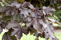 Skogslönn 'Royal Red' Goliath Högstam Barrotad>Omnia garden Best