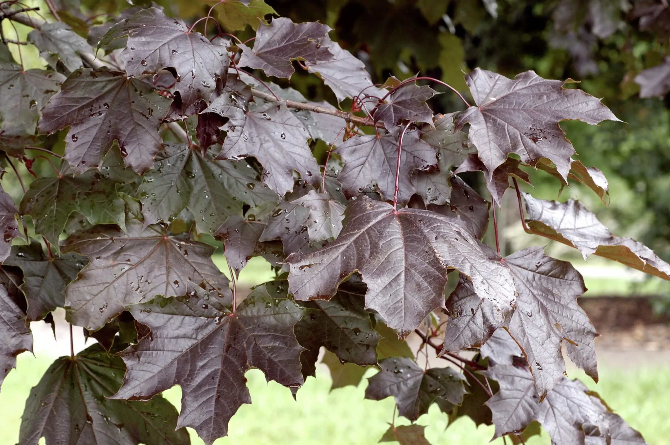 Skogslönn 'Royal Red' Goliath Högstam Barrotad>Omnia garden Best