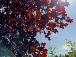 Skogslönn 'Royal Red' Goliath Högstam Barrotad>Omnia garden Best