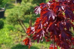 Skogslönn 'Royal Red' Stamhöjd ca 80-90cm>Omnia garden New