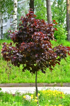 Skogslönn 'Royal Red' Stamhöjd ca 80-90cm><noscript><img width=