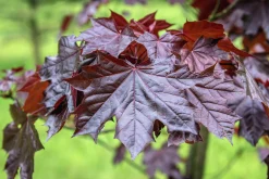 Skogslönn 'Royal Red' Stamhöjd ca 80-90cm><noscript><img width=