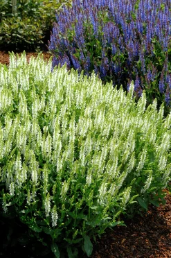 Skogssalvia 'Schneehugel'>Omnia garden Sale