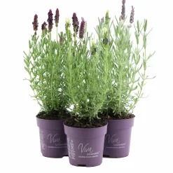 Skärmlavendel Anouk 10cm kruka>Danblumen Hot